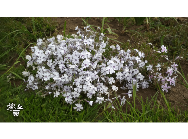 Phlox subulata   'Bavaria'